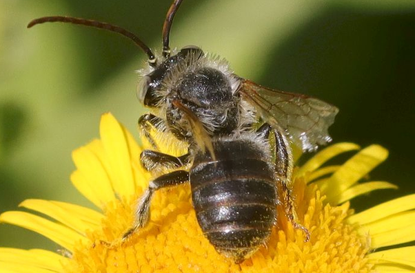 Eucère troussée male