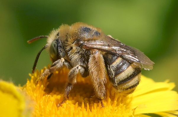 eucère troussée femelle